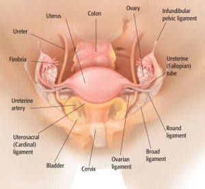 Hysterectomy_Area_Large